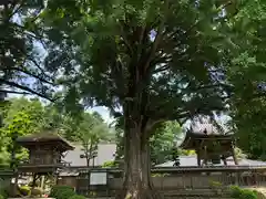 高徳寺の自然