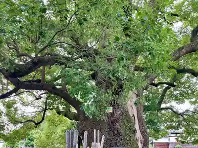 妙雲寺(東京都)