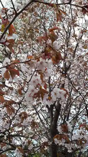 星置神社の自然