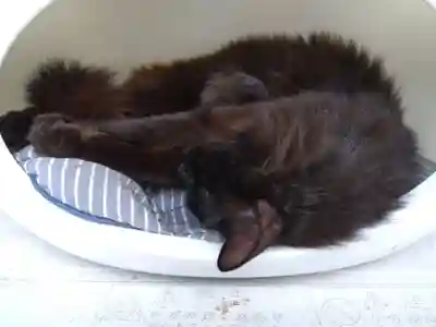 御誕生寺（猫寺）(福井県)