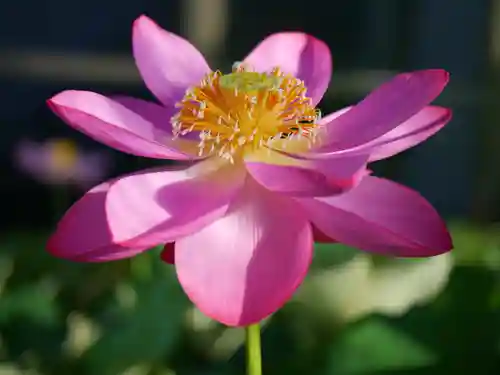 極楽山　浄土寺の自然