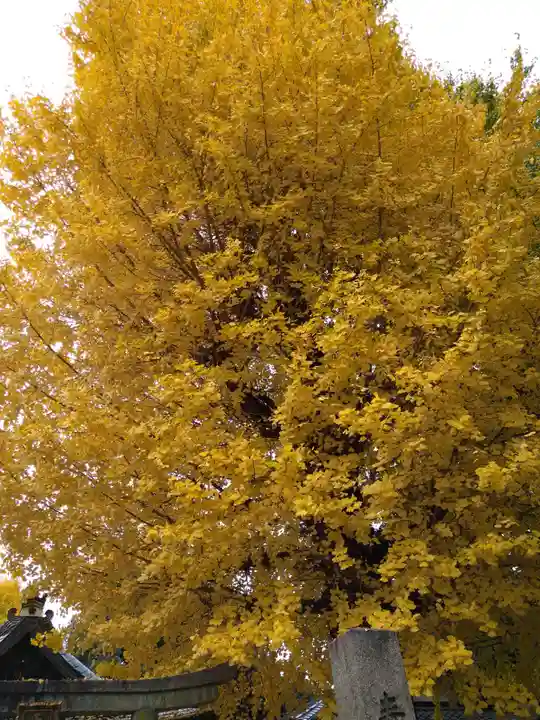 桃山天満宮(京都府)