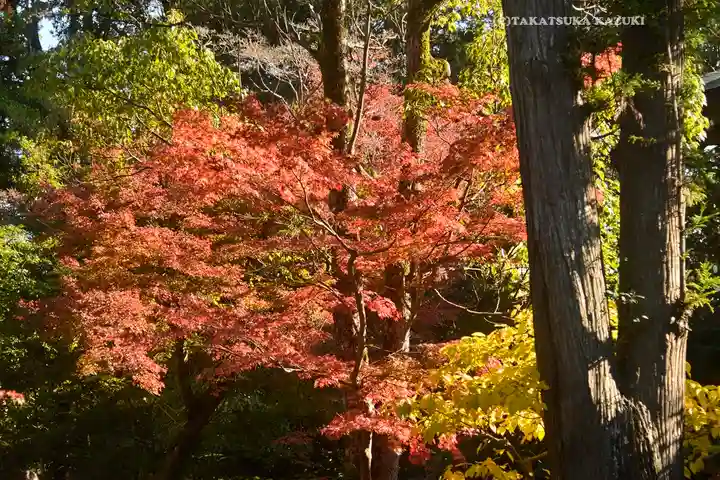 鶴岡八幡宮の自然
