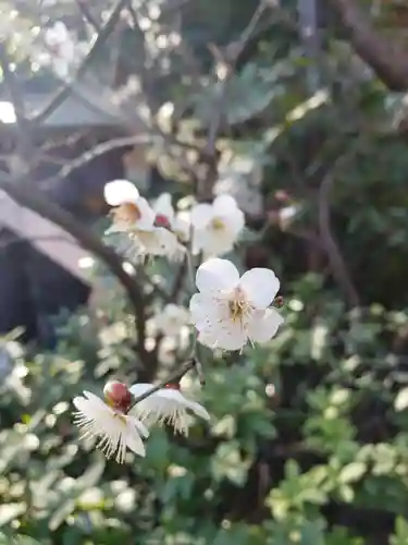 阿佐ヶ谷神明宮(東京都)