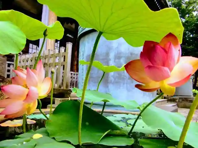 妙蓮寺(神奈川県)