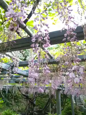 阿智神社の自然