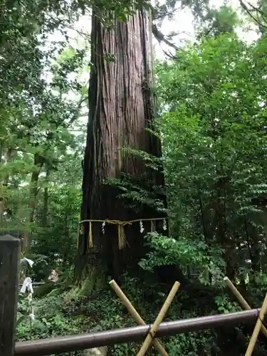 須佐神社の自然