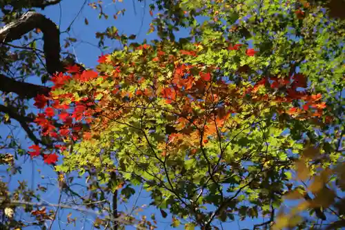 隠津島神社の自然