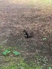 音更神社の動物