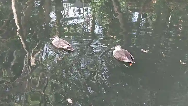 貫井神社の動物