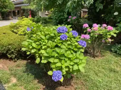 日蓮宗　浄運寺の自然