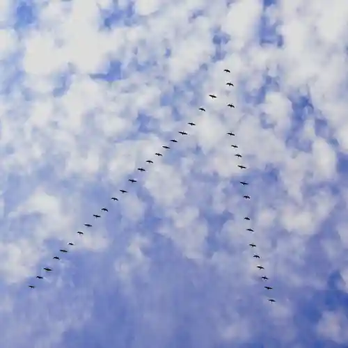 美幌神社の動物