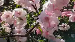 六孫王神社(京都府)