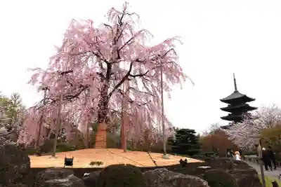 東寺（教王護国寺）(京都府)