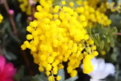 三津厳島神社の手水舎