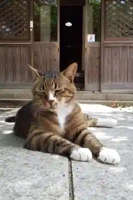 八幡神社の動物