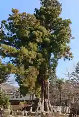 筑波山神社の自然