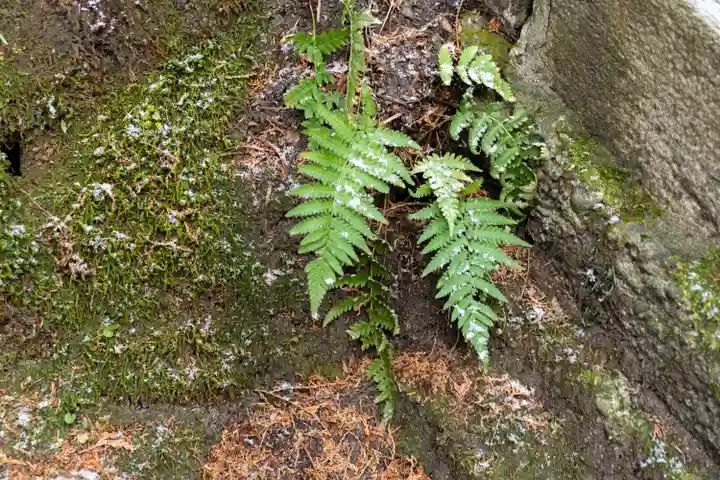 諏訪大社(長野県)