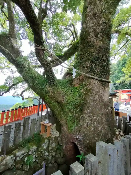 熊野那智大社の自然