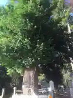 八坂神社の自然