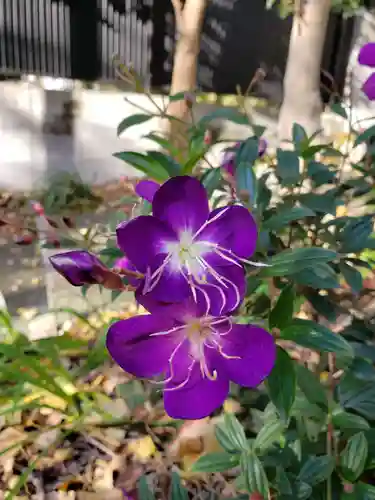 寶泉寺（宝泉寺）(東京都)