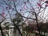 鶴岡八幡宮の自然