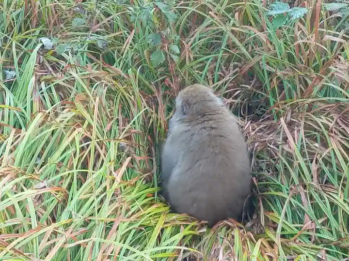 穂高神社奥宮(長野県)
