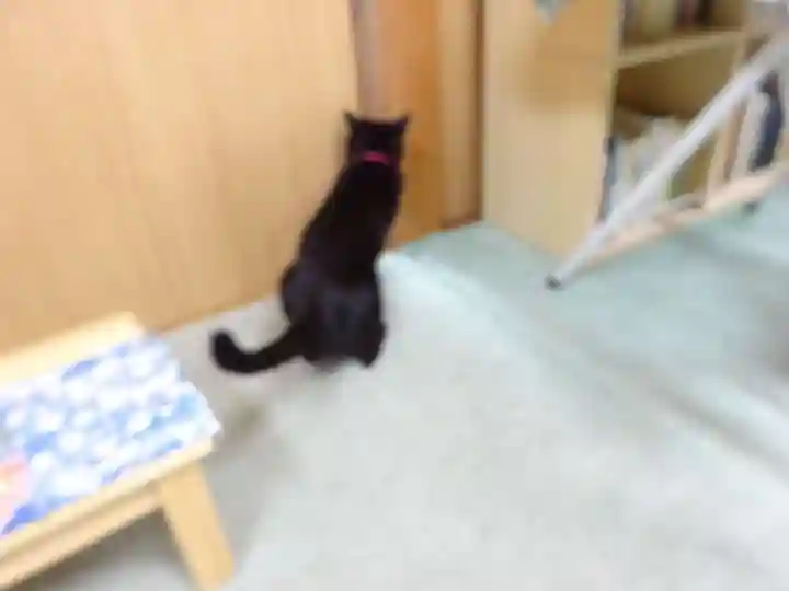 弥生神社の動物