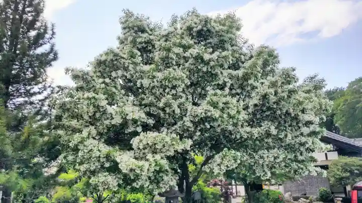 少林寺(埼玉県)
