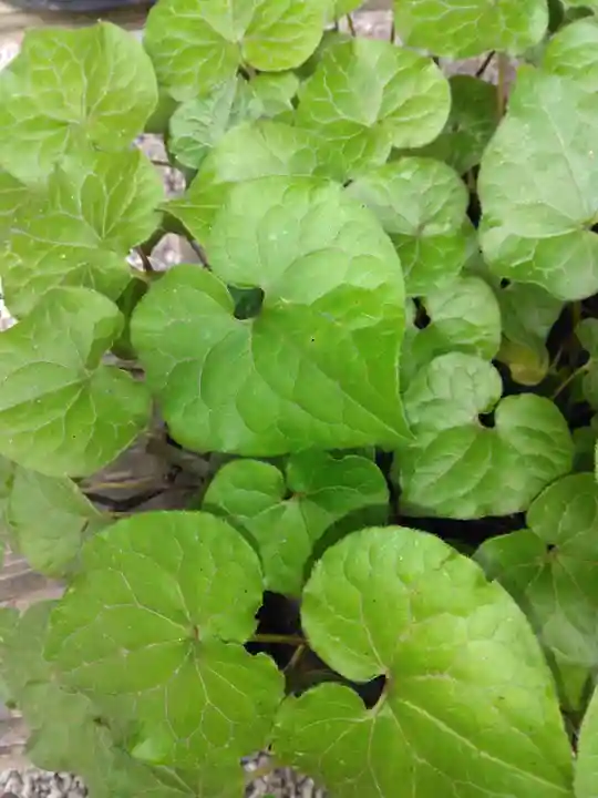 河合神社(鴨川合坐小社宅神社)(京都府)