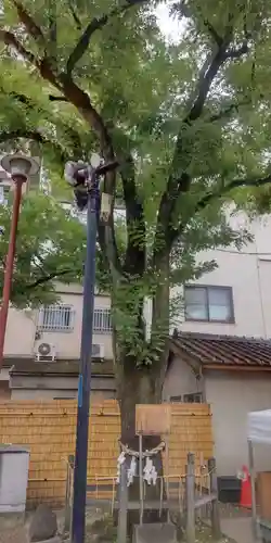 浅草神社の自然
