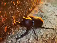 滑川神社 - 仕事と子どもの守り神の動物