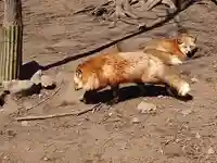 御金稲荷神社(宮城県)