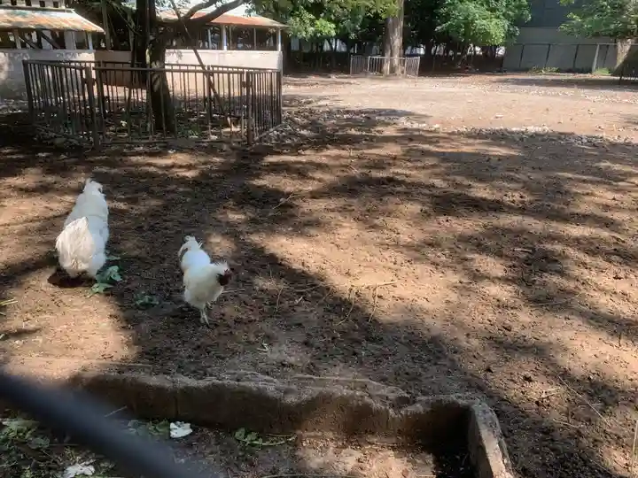 三嶋大社の動物