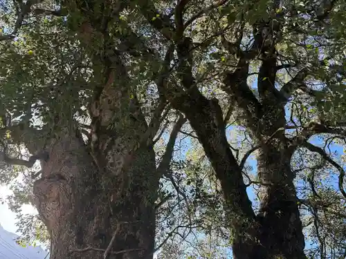 尾鷲神社(三重県)