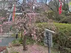 岡寺（龍蓋寺）(奈良県)