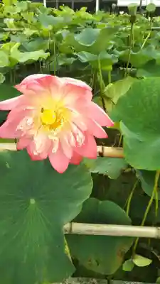 八幡神社の自然