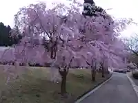 日吉神社の自然