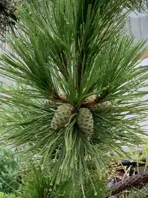 島頭天満宮(大阪府)