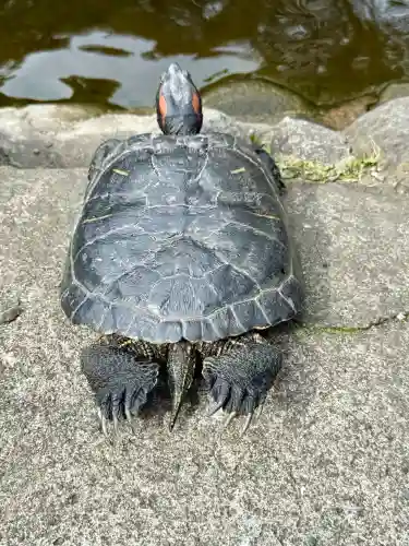 平塚八幡宮の{uncategorized: "未分類", other: "その他", undefined: "問題あり", building: "その他建物", grave: "お墓", sacred_gate: "鳥居", guardian: "狛犬", statue: "像", buddha: "仏像", history: "歴史", nature: "自然", garden: "庭園", animal: "動物", pagoda: "塔", temizu: "手水舎", mountain_gate: "山門・神門", sanctuary: "本殿・本堂", subordinate: "末社・摂社", art: "芸術", scenery: "景色", jizo: "地蔵", ema: "絵馬", goshuin: "御朱印", omikuji: "おみくじ", items: "授与品その他", amulet: "お守り", goshuincho: "御朱印帳", eats: "食事", festival: "お祭り", votive_dance: "神楽", shichigosan: "七五三参", wedding: "結婚式", experience: "体験その他", initially: "初詣", around: "周辺", anti_infection: "感染症対策"}