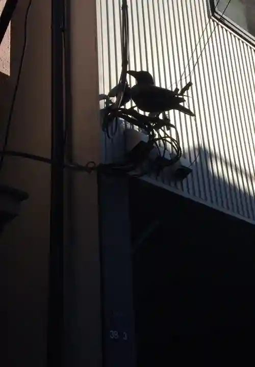 三輪里稲荷神社の動物