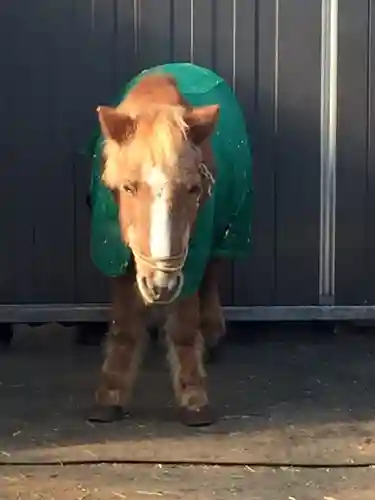 五方山熊野神社の動物