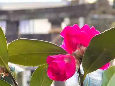 縣諏訪神社(長野県)