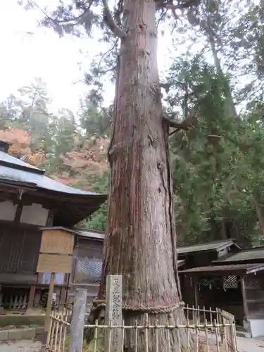 日枝神社の自然