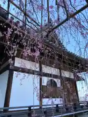 善峯寺の自然