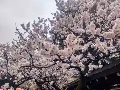 湯島天満宮(東京都)