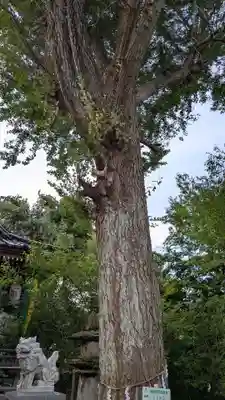 中川熊野神社の自然