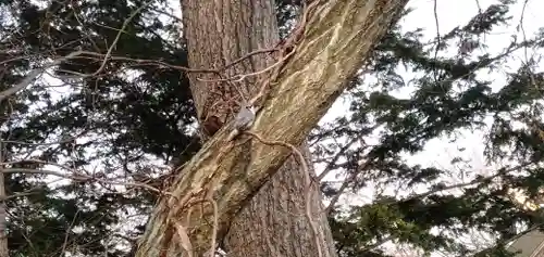 千歳神社の動物