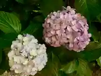 秋葉神社の自然