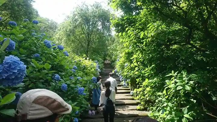 明月院(神奈川県)